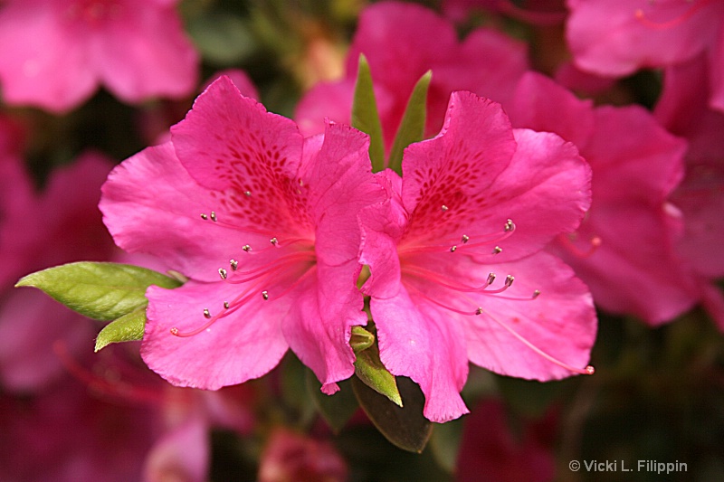 Sherry's Azalea