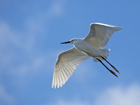 Egret Flyover