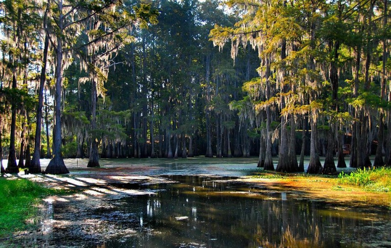 Another Warm Summer Day On The Bayou