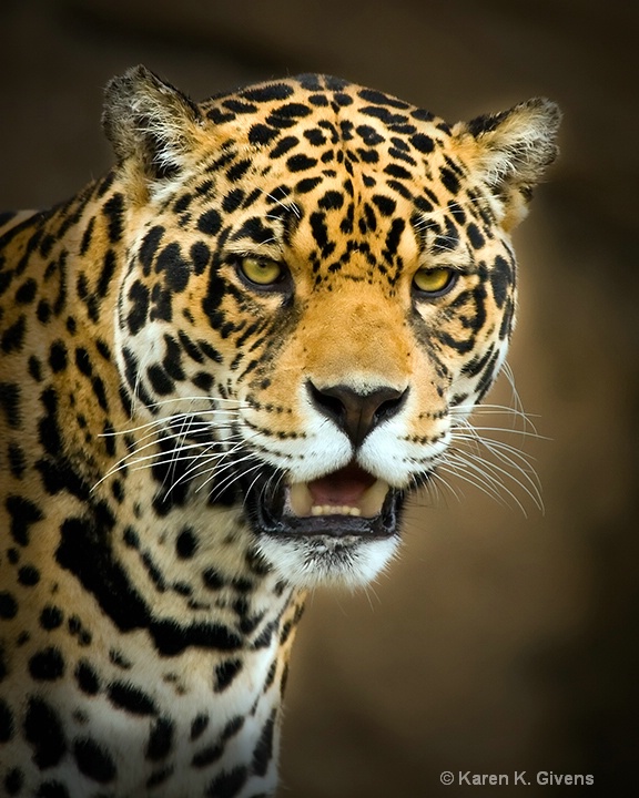 Jaguar Portrait