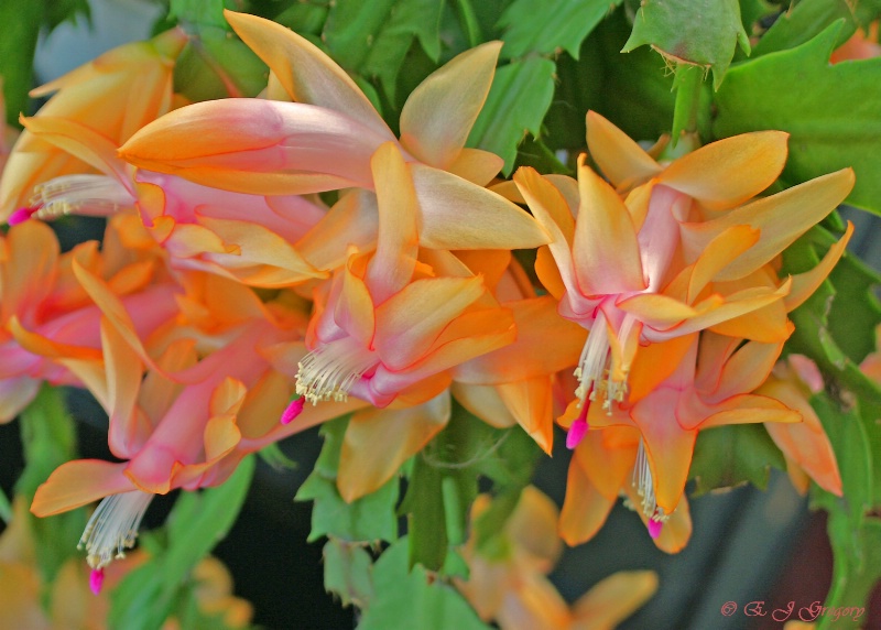 Blooms-A-Plenty - ID: 8062753 © Eloise Bartell