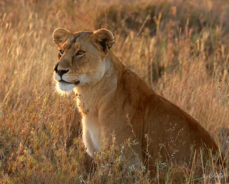 Lady Lion in Morning Light - ID: 8064782 © Karen Celella
