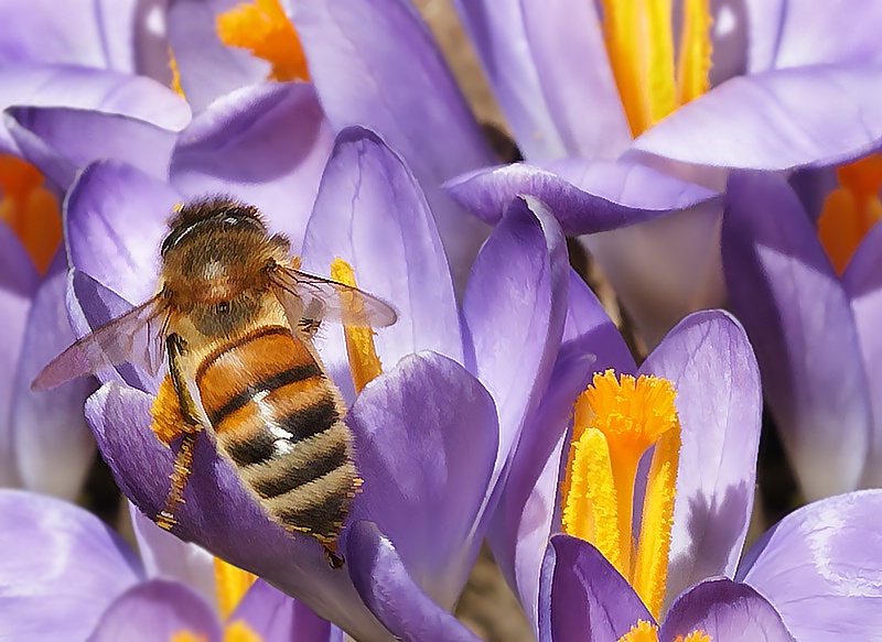 A Little BuZZ in the Garden - ID: 8064815 © Laurie Daily