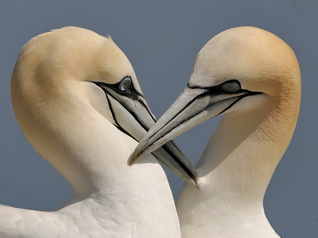 Gannets in Love