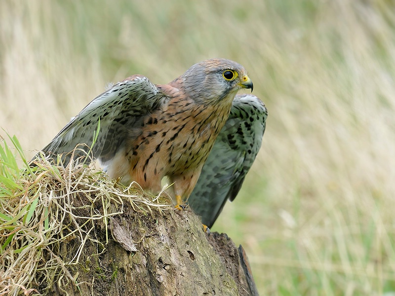 Flapping Kestrel