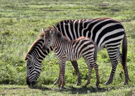 Mother and Baby Stripes
