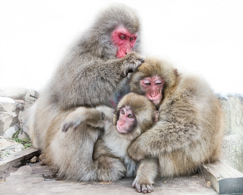 A family that grooms together stays together!