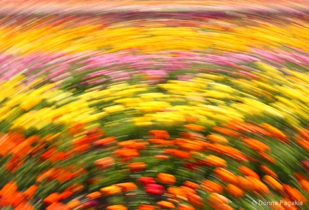 Ranunculus Rainbow 