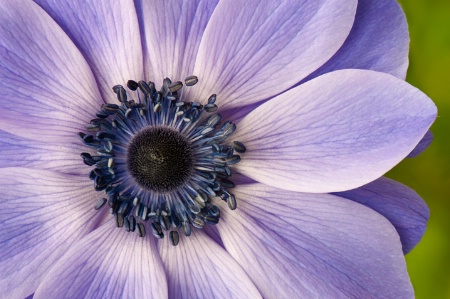 Anemone