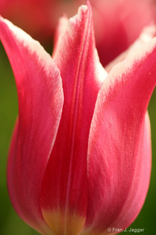 Tulip Delight