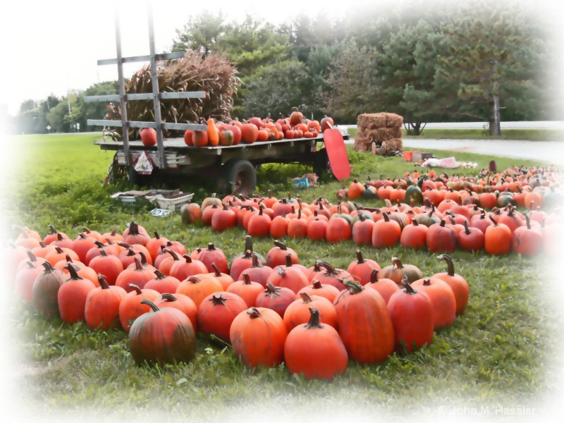 Pumpkins All in a Row - ID: 8076301 © John M. Hassler
