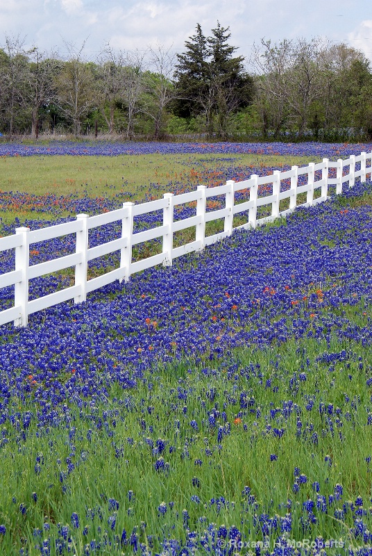 White fence and bluebonnets1
