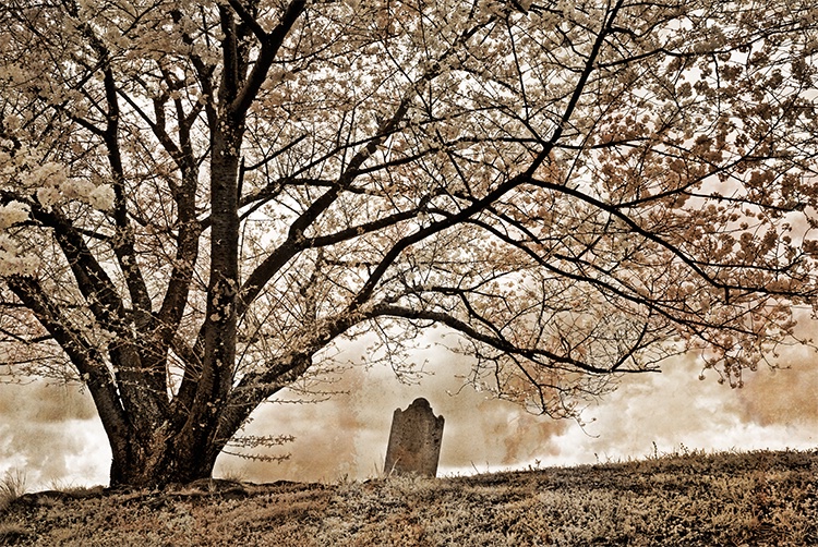  Infrared Cherry Tree Gravestone