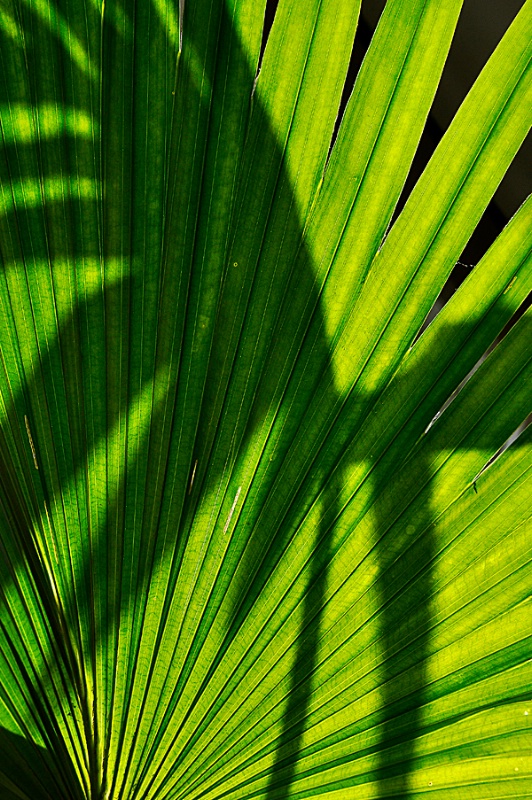 Tropical leaf shadow