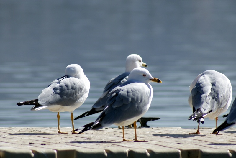 Sun-Bather's.......