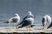 Sun-Bather's....
