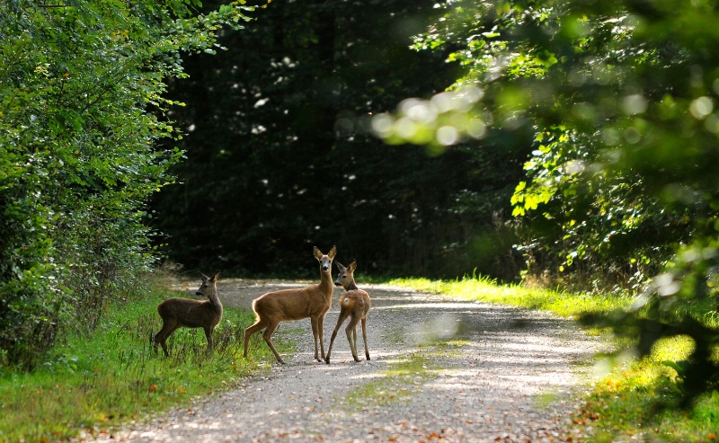 BAMBI  AND  CO.