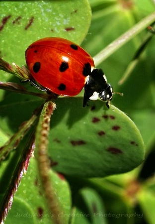 Lady bug,  Lady bug...