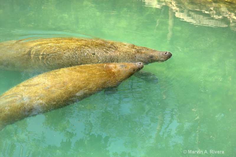 A Manatee Couple