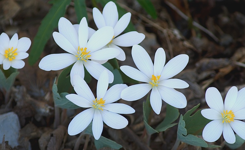 Wild Bloodroot - ID: 8083141 © Donald R. Curry