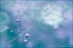 Blue..