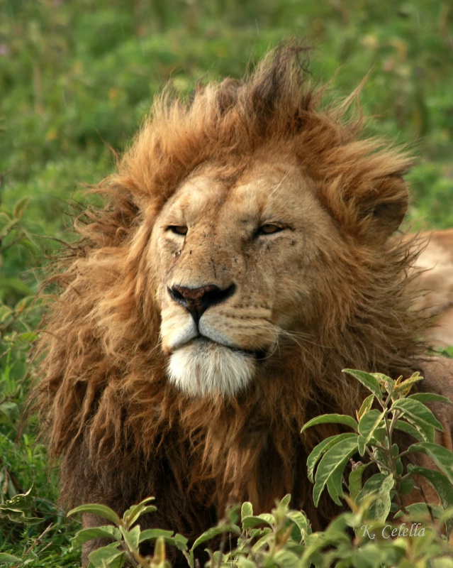 Bed Head in Ngorongoro Crater