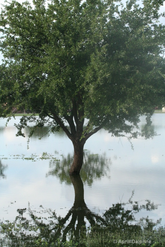 Flooded Reflection