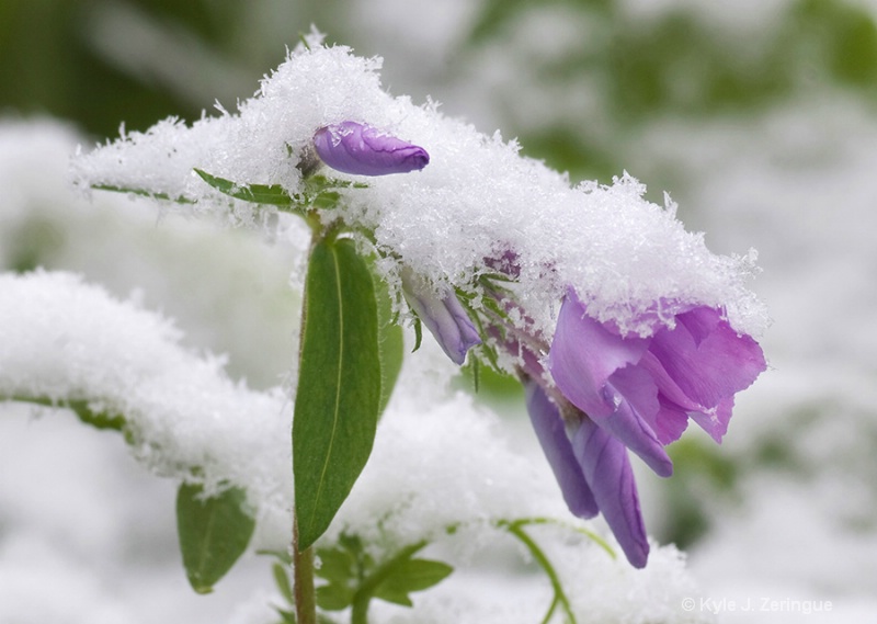 Flower in Spring Snow - ID: 8086981 © Kyle Zeringue