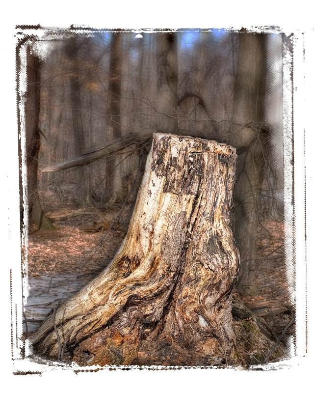 tree-stump - ID: 8087300 © Alfredo Torres