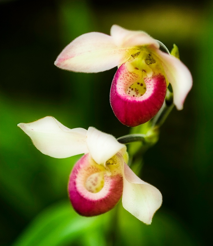 Lady's Slipper Orchid