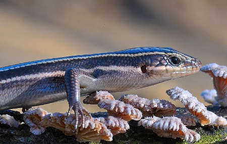 The Photo Contest 2nd Place Winner - Five-lined Skink