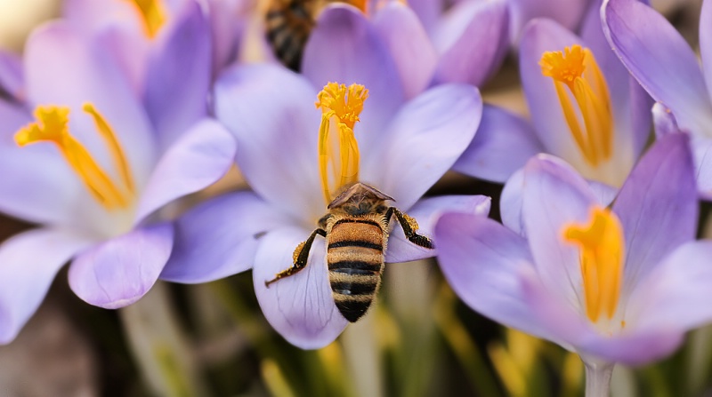 Busy Bee - ID: 8090854 © Laurie Daily