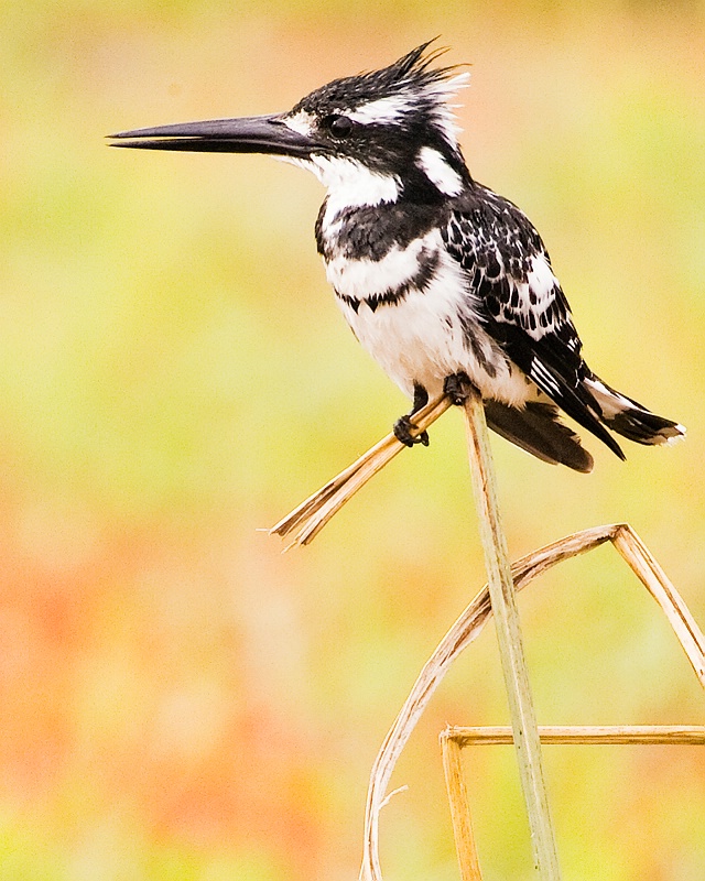 Pied Kingfisher - ID: 8091030 © James E. Nelson