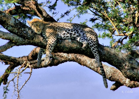 Serengeti Leopard Time