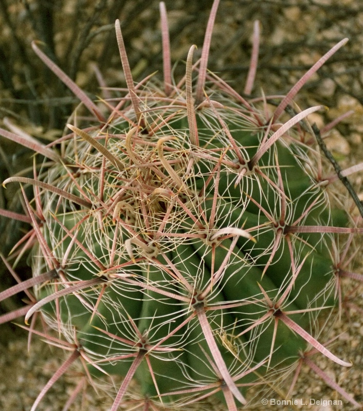Tentacle cactus