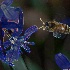 © Elliot Barnathan PhotoID# 8094521: Beemagination 2