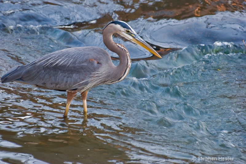 Bird Bath