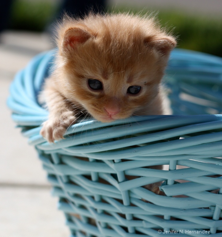 kittie in a basket