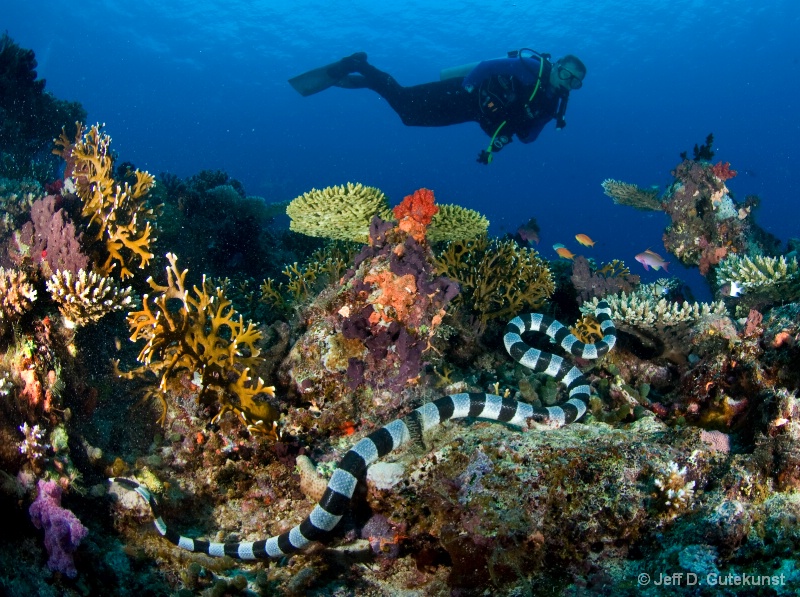 Diver with poisonous Sea Krait -Fiji