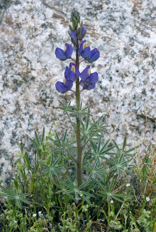 Lupine - ID: 8095629 © Patricia A. Casey