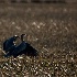 2Great Bule Heron  (Ardea herodias)1-March - ID: 8095975 © Kiril Kirkov