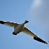 2Snow Goose (Anser caerulescens)March-5 - ID: 8095988 © Kiril Kirkov