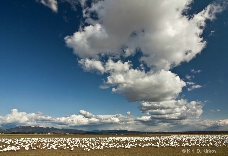 Snow Goose (Anser caerulescens)March-8 - ID: 8095991 © Kiril Kirkov