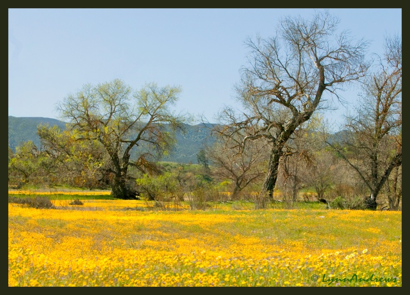 Golden Fields - ID: 8097422 © Lynn Andrews