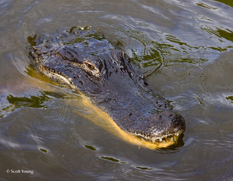 Toothy Gator; Myakka River State Park, Fla. - ID: 8097876 © Richard S. Young