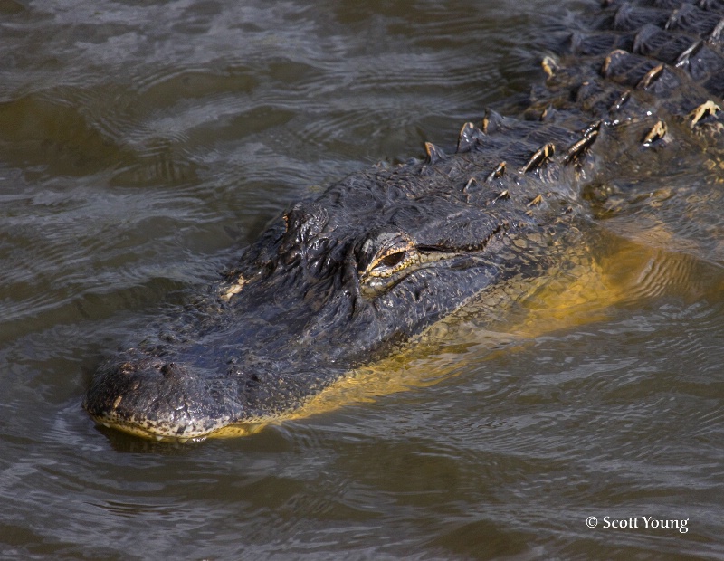 Alligator II; Myakka River State Park, Fla - ID: 8098045 © Richard S. Young