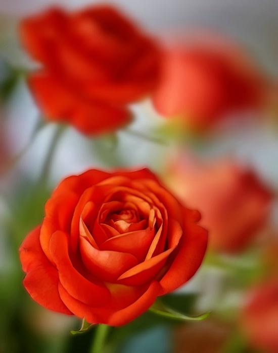 Rose Bouquet 