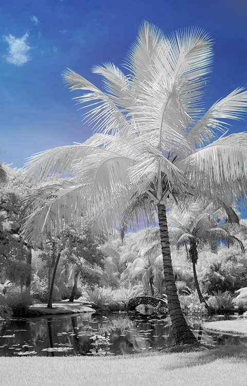 Florida Palms (McKee Gardens) Infrared 