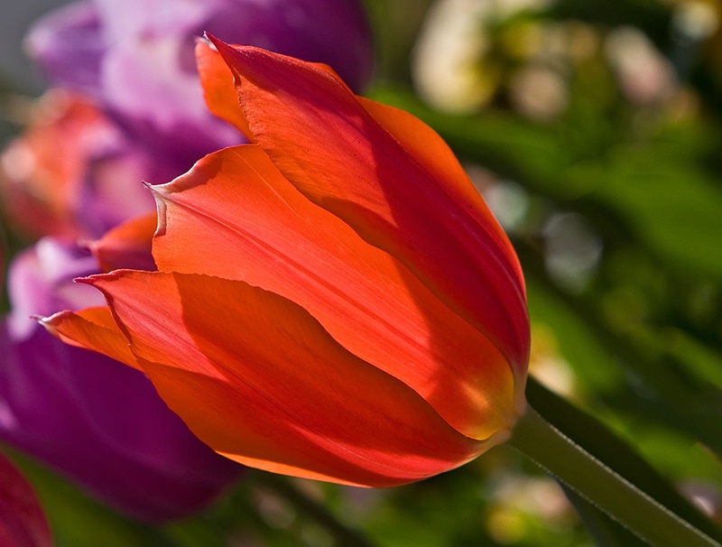 Spring’s Aglow - ID: 8100025 © Jeff Robinson