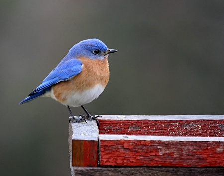 Bluebird